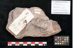 Foto (Detailansicht) von Ficus sublanceolata Ettingshausen (NHMW-GEO-2024-0188-10149)